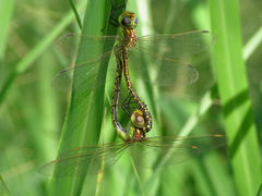 Austrogynacantha heterogena