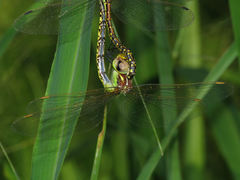 Austrogynacantha heterogena