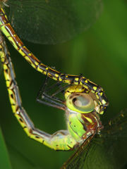 Austrogynacantha heterogena