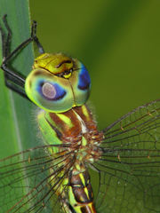Austrogynacantha heterogena