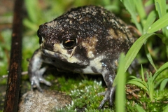 Breviceps mossambicus