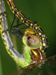 Austrogynacantha heterogena
