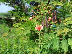 Caesalpinia