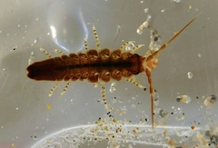 Synidotea angulata