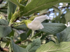 Bowkeria verticillata