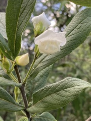 Bowkeria verticillata