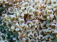 Fimbriaphyllia ancora