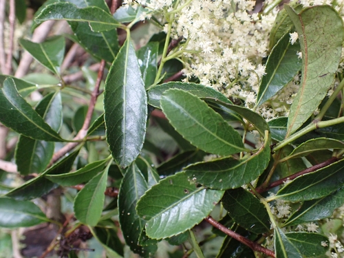 Ackama paniculosa (F.Muell.) Heslewood