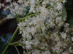 Ackama paniculata