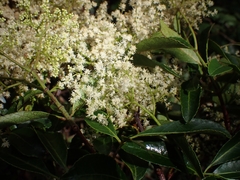 Ackama paniculata