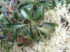 Ackama paniculata