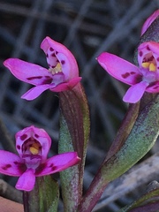 Disa vaginata
