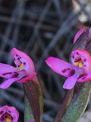 Disa vaginata