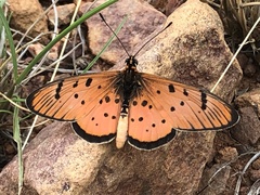Acraea axina
