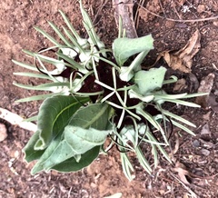 Brachystelma barberae