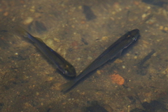Melanotaeniidae