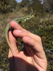 Stenocercus trachycephalus