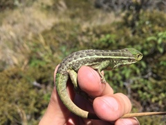 Stenocercus trachycephalus