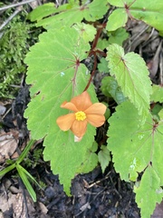 Begonia sutherlandii