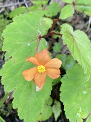 Begonia sutherlandii