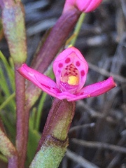 Disa vaginata