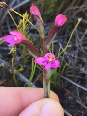 Disa vaginata