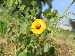 Abutilon