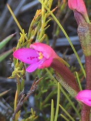 Disa vaginata
