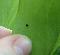 Serangium maculigerum