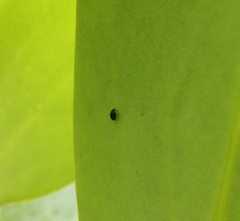 Serangium maculigerum