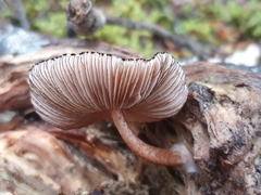 Pluteus perroseus