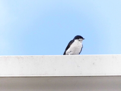 Pygochelidon cyanoleuca