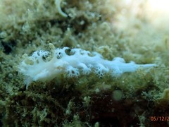 Tritoniopsis elegans