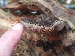 Pluteus perroseus