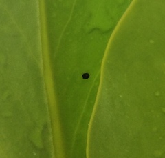 Serangium maculigerum