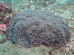 Fimbriaphyllia ancora