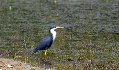 Egretta picata