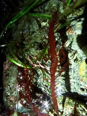 Grateloupia californica