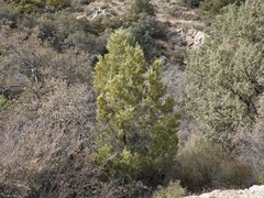 Pinus monophylla
