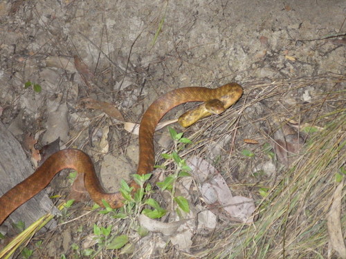 Brown Tree Snake sighting