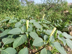 Datura