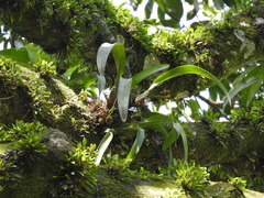 Maxillaria densa
