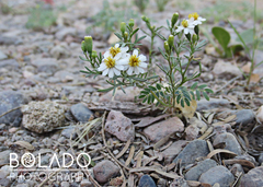 Thymophylla concinna