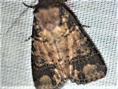 Condica cupentia