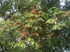 Adenanthera pavonina