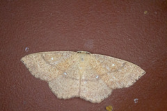 Cyclophora ruficiliaria