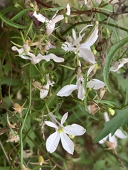 Lobelia hypsibata