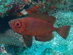 Priacanthus blochii