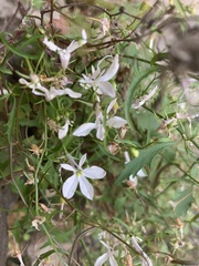 Lobelia hypsibata