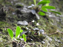 Specklinia